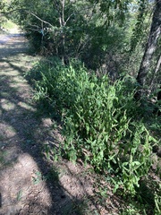Perilla frutescens