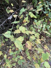 Physocarpus malvaceus