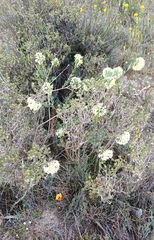 Pimelea angustifolia