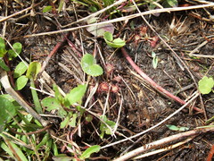 Drosera capillaris