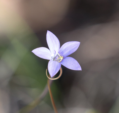 Wahlenbergia gracilis