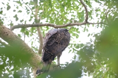 Nisaetus cirrhatus