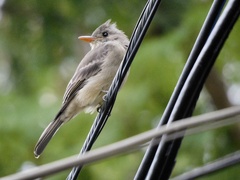 Contopus pertinax