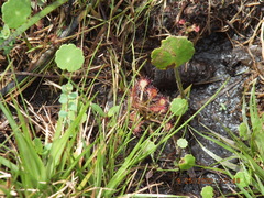 Drosera capillaris