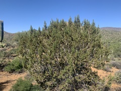 Juniperus arizonica