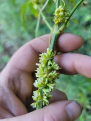 Cuscuta cephalanthi