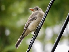 Contopus pertinax
