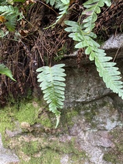 Polypodium virginianum