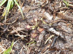 Drosera capillaris