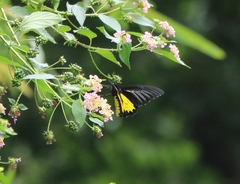 Troides minos