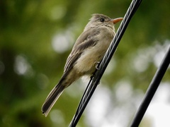 Contopus pertinax