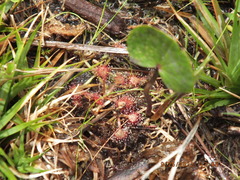 Drosera capillaris