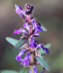 Ajuga australis
