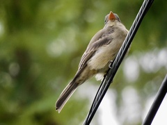 Contopus pertinax