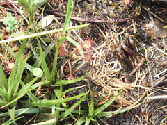Drosera capillaris