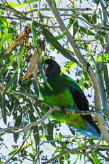 Barnardius zonarius