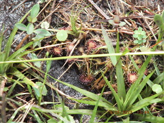 Drosera capillaris