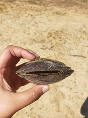 Utterbackiana suborbiculata