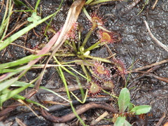 Drosera capillaris