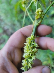 Cuscuta cephalanthi