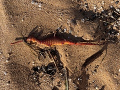 Phyllopteryx taeniolatus