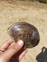 Utterbackiana suborbiculata