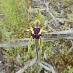 Caladenia stricta