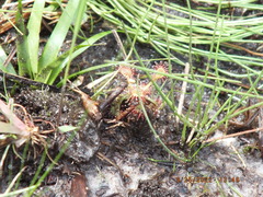 Drosera capillaris