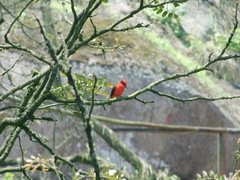 Pyrocephalus rubinus