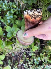 Aureoboletus mirabilis