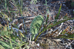 Macrozamia humilis