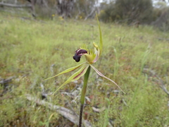Caladenia stricta