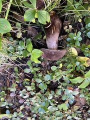 Aureoboletus mirabilis