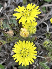 Hemizonia congesta lutescens