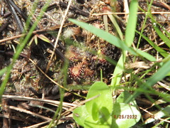 Drosera capillaris