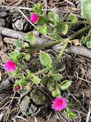 Mesembryanthemum cordifolium