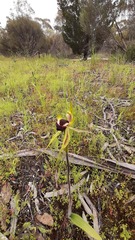 Caladenia stricta