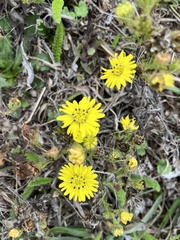 Hemizonia congesta lutescens