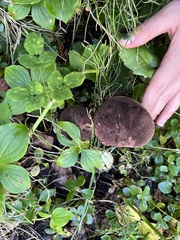 Aureoboletus mirabilis