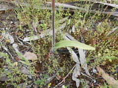 Caladenia stricta