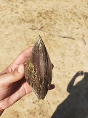 Utterbackiana suborbiculata