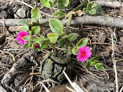 Mesembryanthemum cordifolium