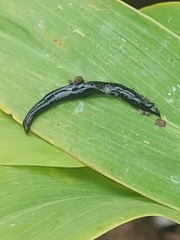 Kontikia ventrolineata