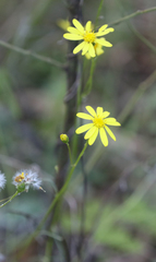 Senecio pinnatifolius