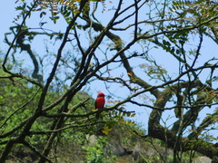 Pyrocephalus rubinus
