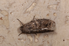 Spodoptera cilium