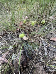 Gompholobium pinnatum