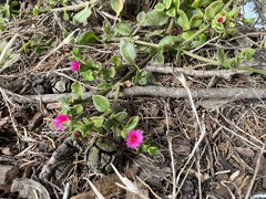 Mesembryanthemum cordifolium