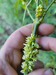 Cuscuta cephalanthi