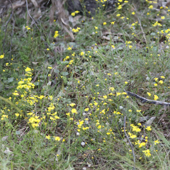 Senecio pinnatifolius